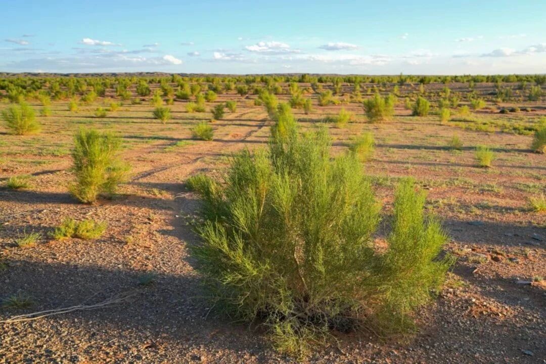 ¹«Òæ£ü¼û֤ʮÄêÂÌÉ«ÊÂÒµ£¡Èý¿ÃÊ÷רÊôËóËóÃç¼´½«ÉÏÏß-»áÔ±¶¯Ì¬-×ÊѶ-ÖйúÍ¿ÁϹ¤ÒµÐ»á¹ÙÍø